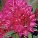 Rhododendron 'America'