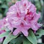 Rhododendron 'Anah Kruschke'