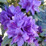Rhododendron 'Blue Baron'