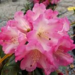 Rhododendron 'Bruce Brechtbill'