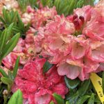 Rhododendron 'Bruce Briggs'