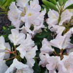 Rhododendron 'Catawbiense Album'