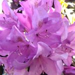 Rhododendron 'Catawbiense Boursalt'