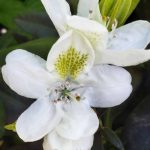 Rhododendron 'Chionoides'