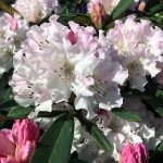 Rhododendron 'Christmas Cheer'
