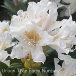 Rhododendron 'Cunningham's White'