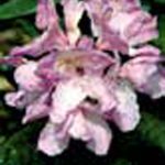 Rhododendron 'Daphnoides'