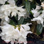 Rhododendron 'Dora Amateis'