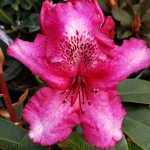 Rhododendron 'Ebony Pearl'
