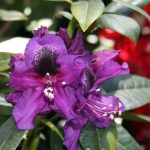 Rhododendron 'Edith Bosley'