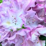 Rhododendron 'English Roseum'