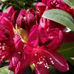 Rhododendron 'Evening Embers'