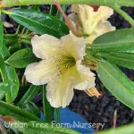 Rhododendron 'Evening Glow'