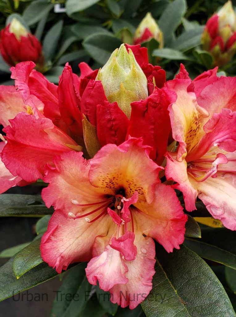 Rhododendron 'Fire Rim' | Urban Tree Farm Nursery