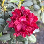 Rhododendron 'Francesca'