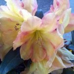 Rhododendron 'Golden Ruby'
