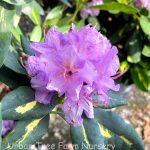 Rhododendron 'Goldflimmer'