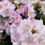 Rhododendron 'Gomer Waterer'
