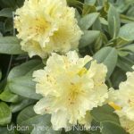 Rhododendron 'Harvest Moon'