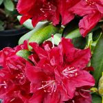 Rhododendron 'Henry's Red'