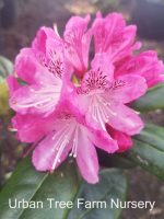 Rhododendron 'Holden' - Image 4