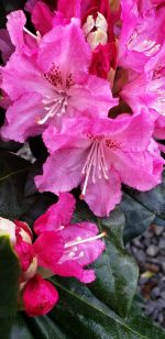 Rhododendron 'Holden'