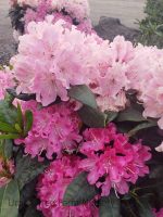 Rhododendron 'Holden' - Image 2