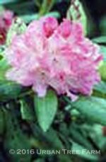 Rhododendron 'Holden' - Image 3