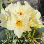 Rhododendron 'Holden's Solar Flair'
