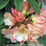Rhododendron 'Honey Butter'