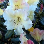 Rhododendron 'Horizon Monarch'