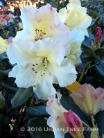 Rhododendron 'Horizon Monarch'