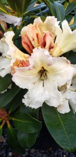 Rhododendron 'Horizon Monarch' - Image 2