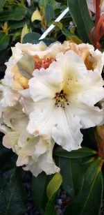 Rhododendron 'Horizon Monarch' - Image 3