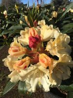 Rhododendron 'Horizon Monarch' - Image 4