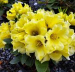 Rhododendron 'Hotei'