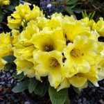 Rhododendron 'Hotei'