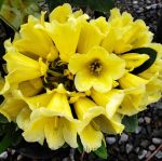 Rhododendron 'Hotei' - Image 2