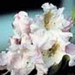 Rhododendron 'Janet Blair'