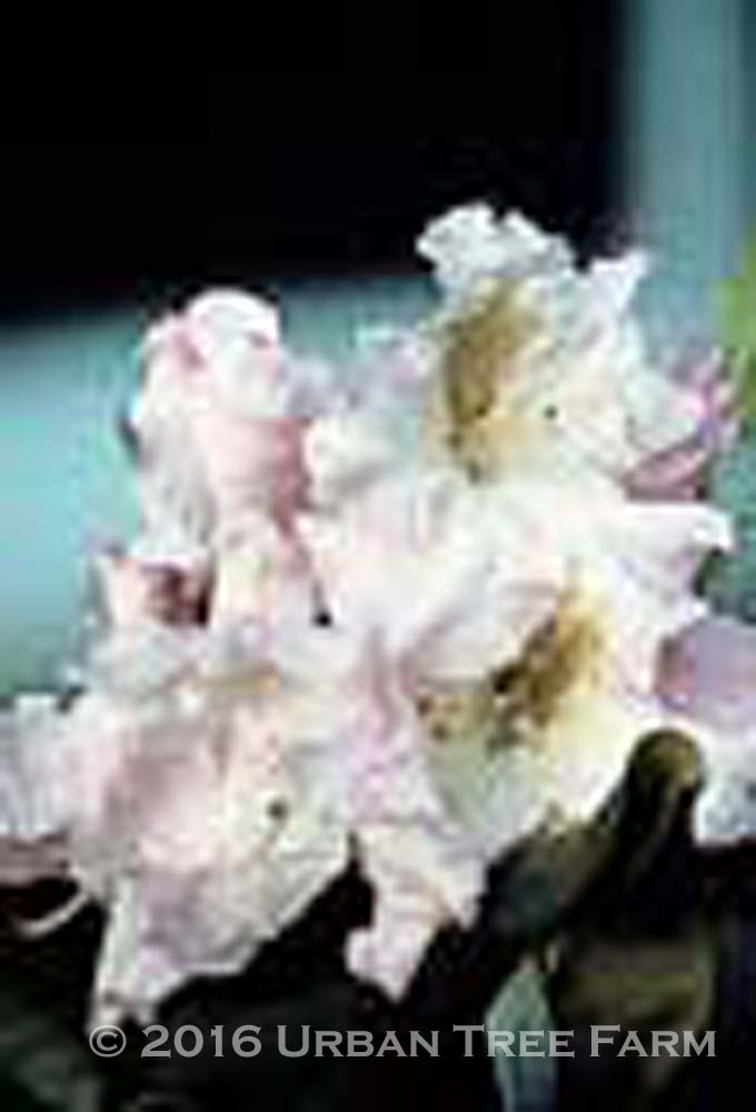 Rhododendron-Janet-Blair Rhododendron 'Janet Blair' - Image 1