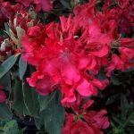 Rhododendron 'Jean Marie DeMontague'