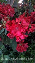 Rhododendron 'Jean Marie DeMontague'