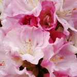 Rhododendron 'Ken Janeck'
