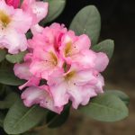 Rhododendron 'Lavender Princess'