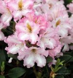 Rhododendron 'Lavender Princess' - Image 2