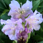Rhododendron 'Lavender Queen'