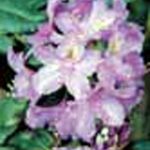 Rhododendron 'Lee's Dark Purple'