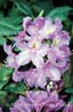 Rhododendron 'Lee's Dark Purple'