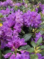 Rhododendron 'Lee's Dark Purple' - Image 2