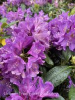 Rhododendron 'Lee's Dark Purple' - Image 3